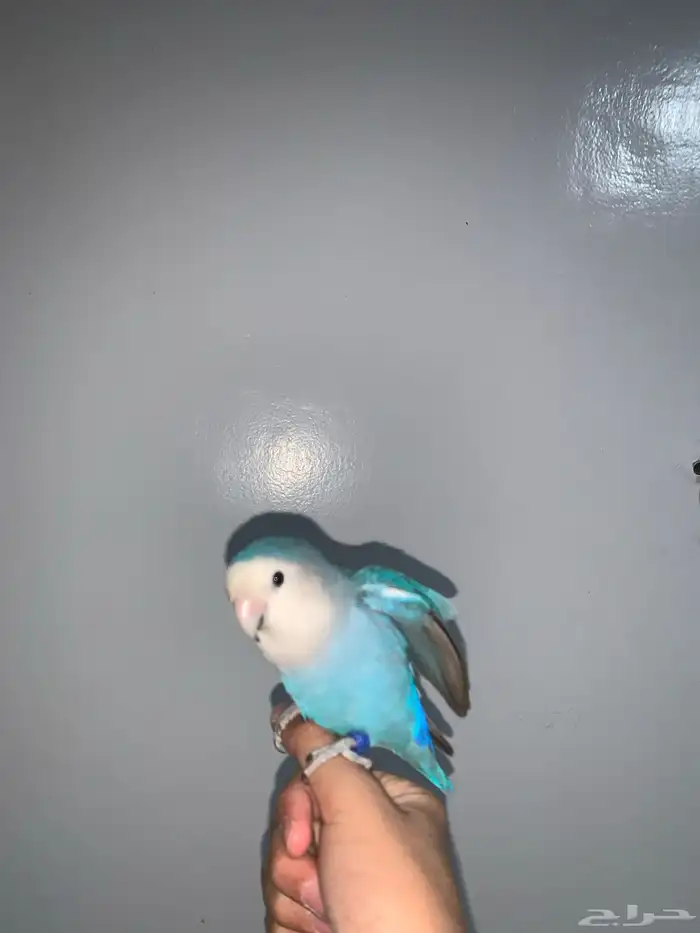 السلام عليكم اليوم عارض روز هدد داخلي روز ما شاء الله لعوب 1