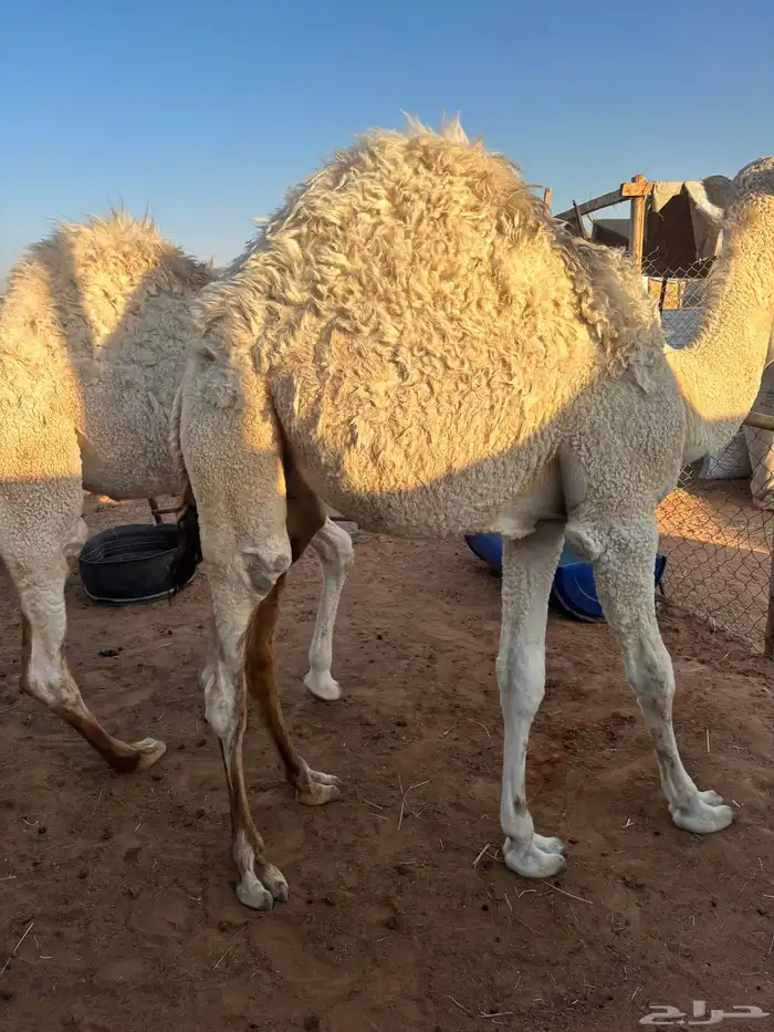 قعدان للبيع جملة اوتفريد 1