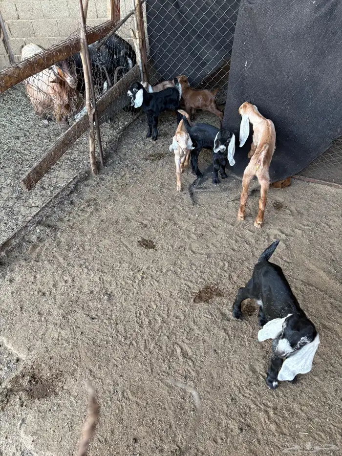 معزا مواليد5 تامات وحده ثنيه 6تحتها 13 4