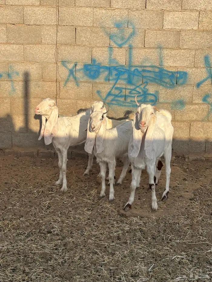 للبيع معزا مواليد عدد ثنتين كل وحده تحتها جفره 3