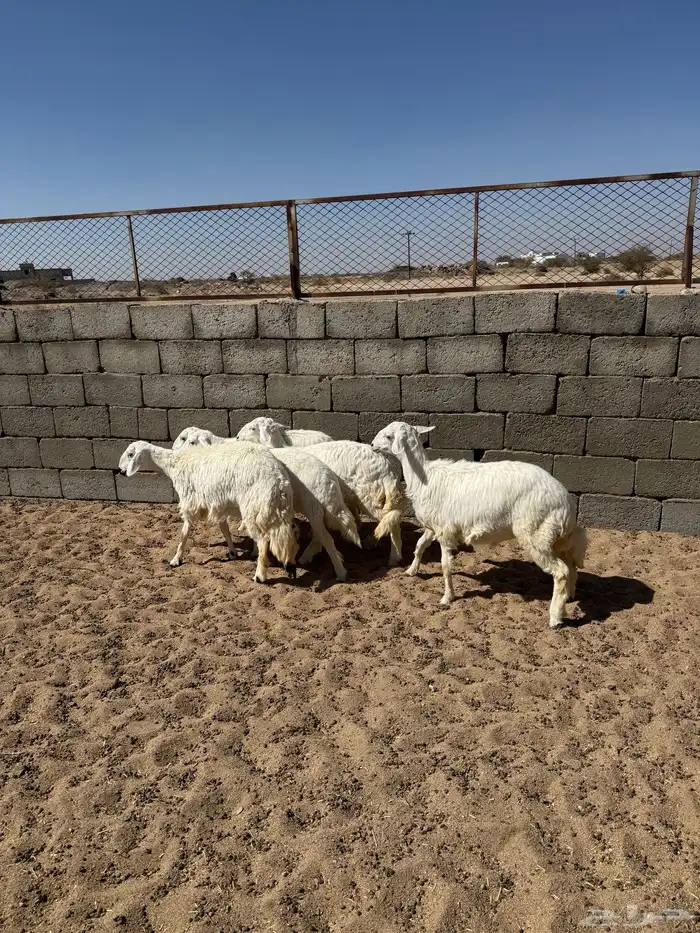 بهم رخال للبيع 4