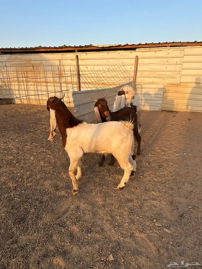 تيوس طيبه وفاخره 2