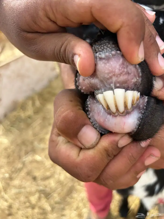 عنز سلم ورم تحتها تيس 0