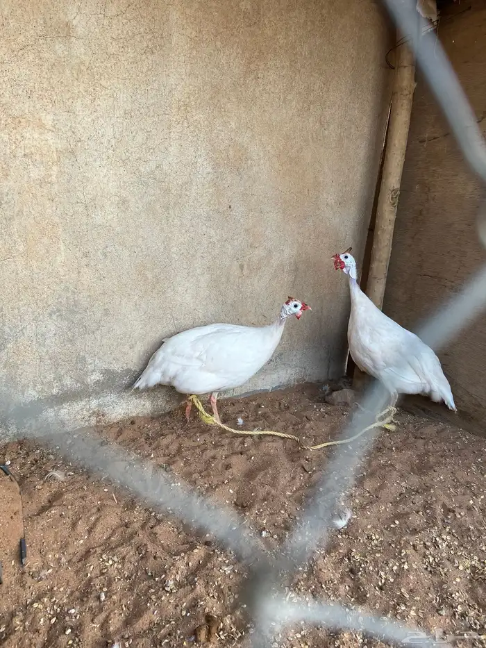 للبيع دجاج حبش لون ابيض  فاخر 0