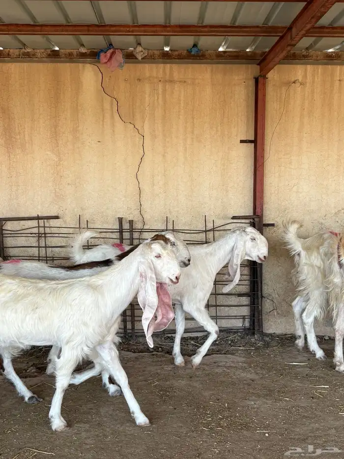 للبيع ماعز بيض دفيع 6