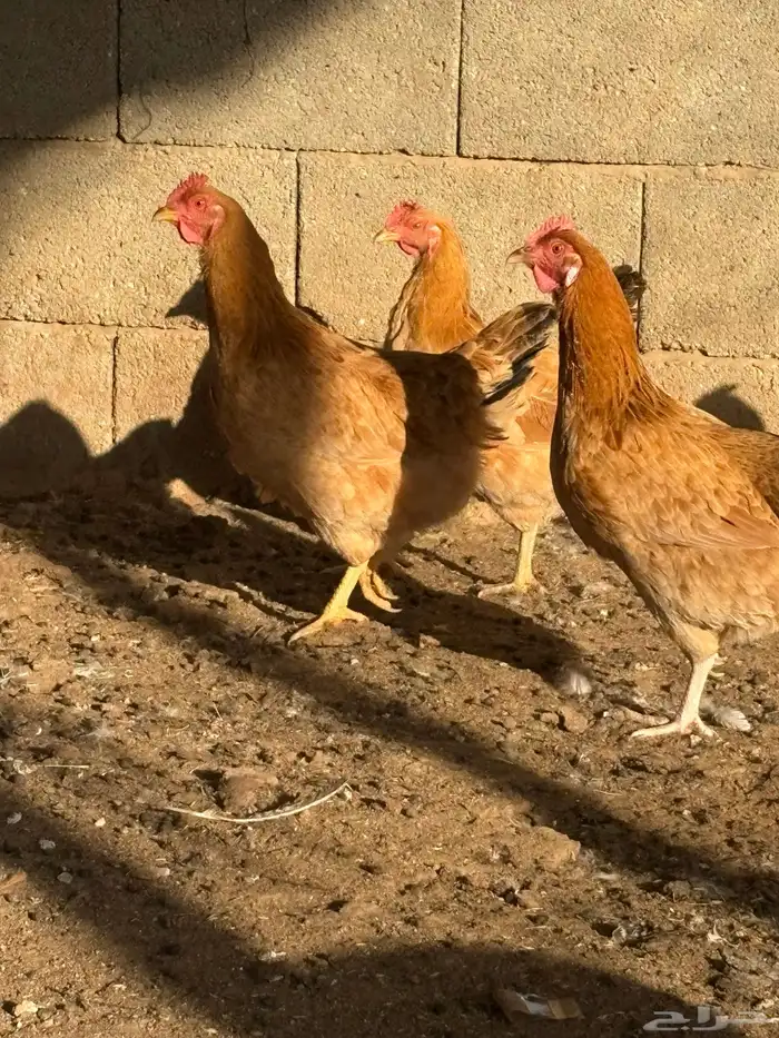 دجاج فرنسي بياض جروم 6