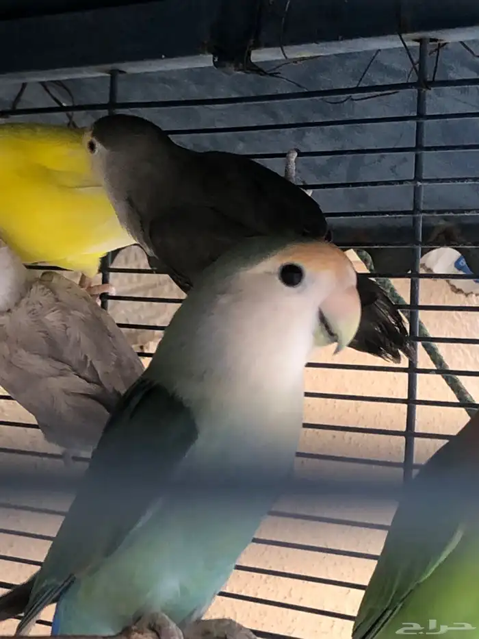 طيور روز للبيع 9