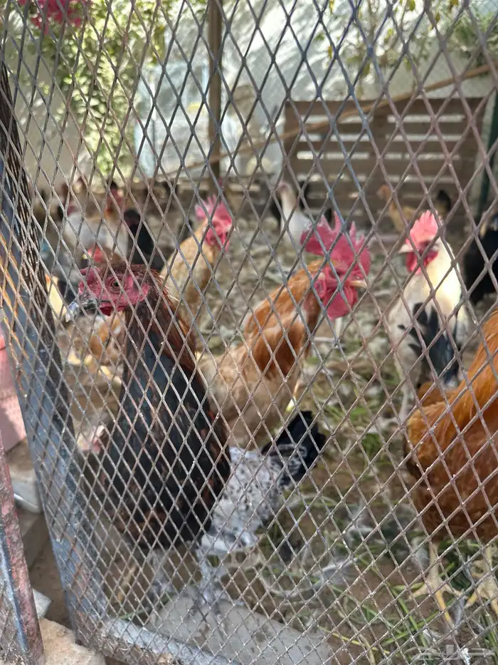 دجاج بلدي ودجاج براهما كلومبي وشبوك دجاج 3 2 وخزان ماء 4