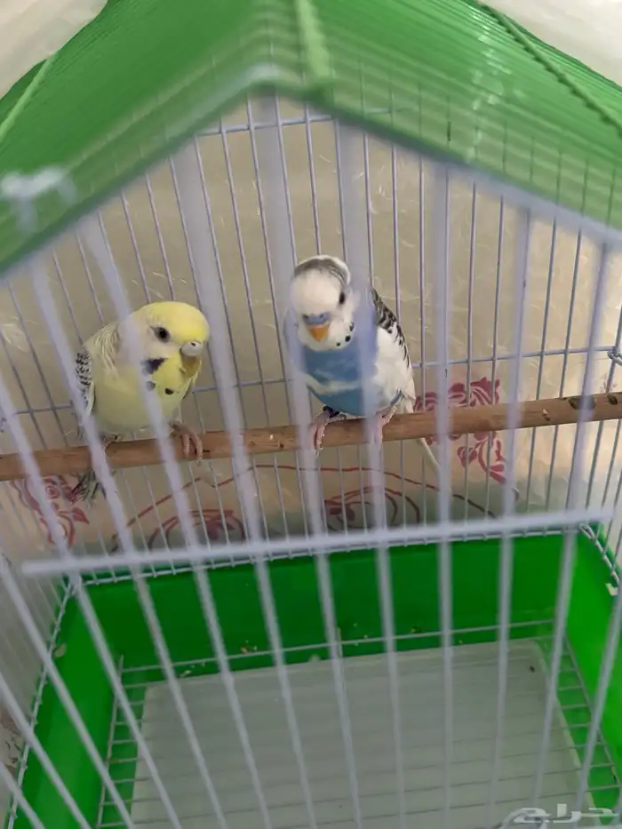 للبيع طيور حب 1