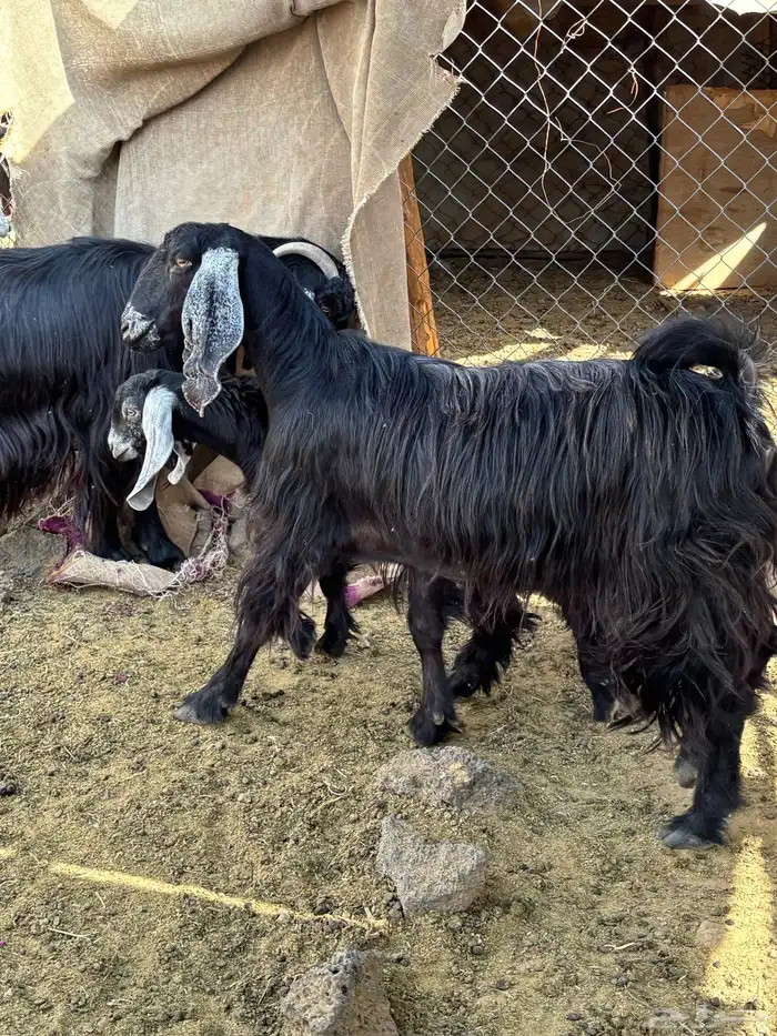 معزا عوارض فاخره 0