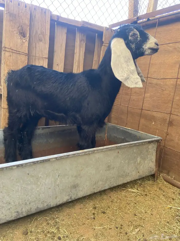 جفره عارضيه 0