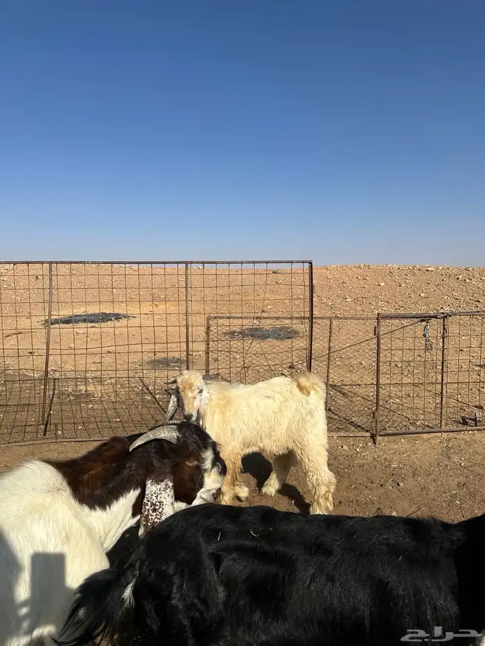 تيوس جذعان 0