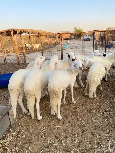 سواكن مرابي خمس شهور على شعير وذرة فاخر index