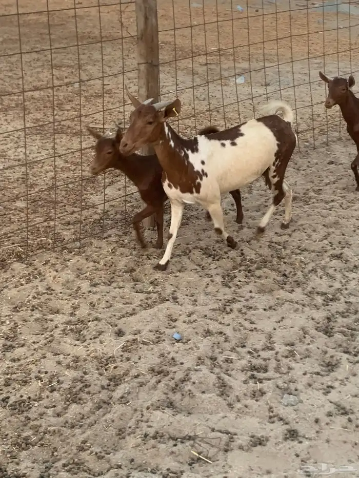 للبيع معزا جنوبية مواليد ودفيع 10