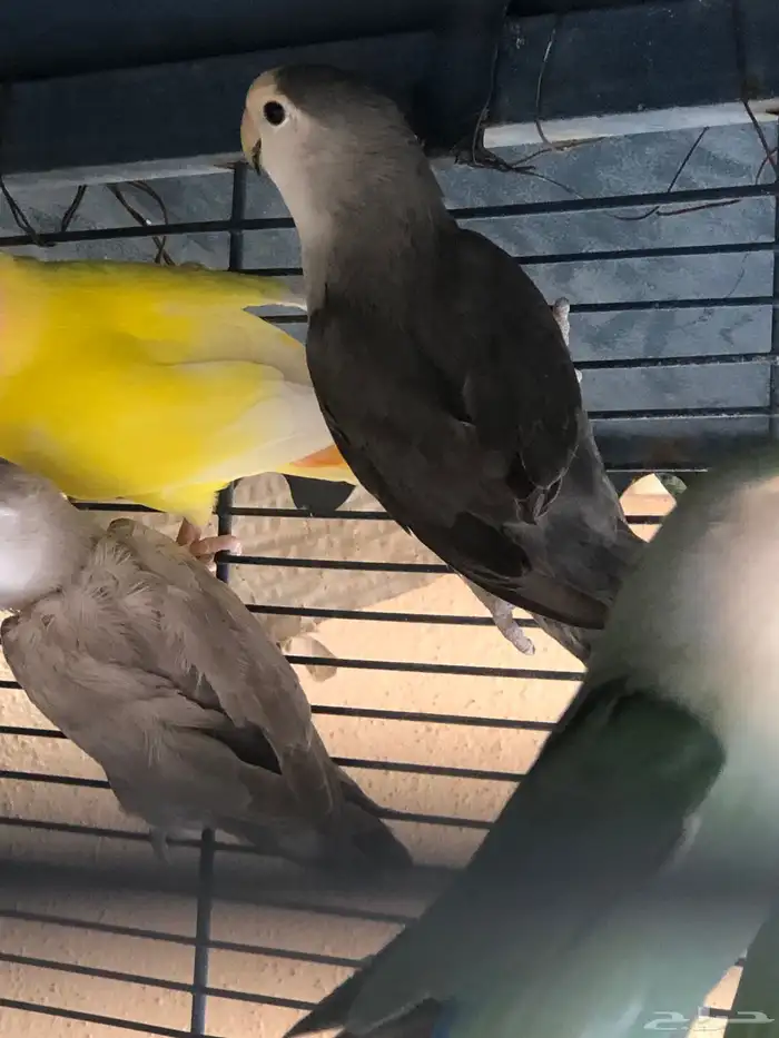 طيور روز للبيع 5