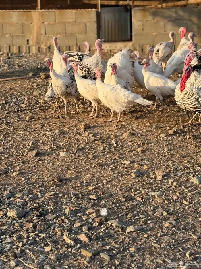 رومي بياض اللون ابيض للبيع 6