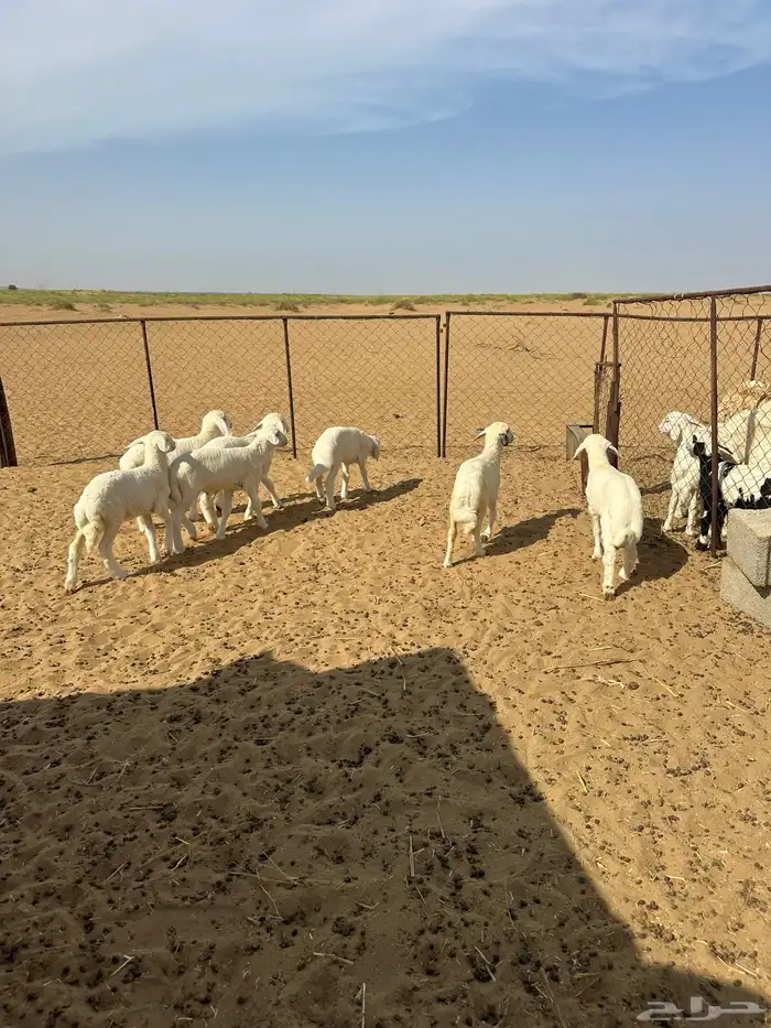 بهم تربية حري شعرة بيضاء عدد 7 بهم مراح مانزل السوق 2