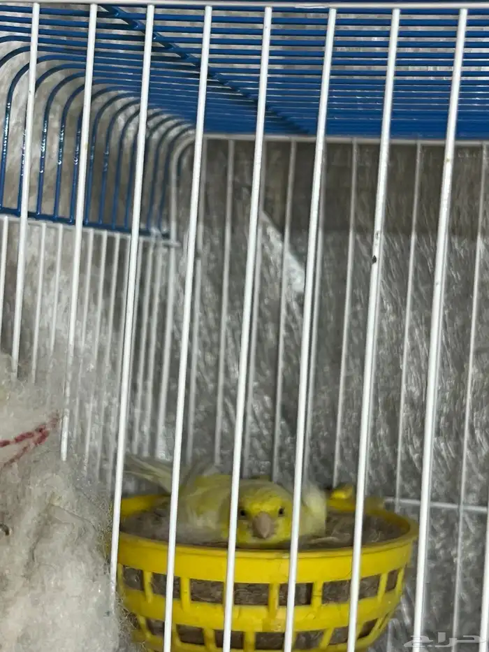 كناري سوري 0