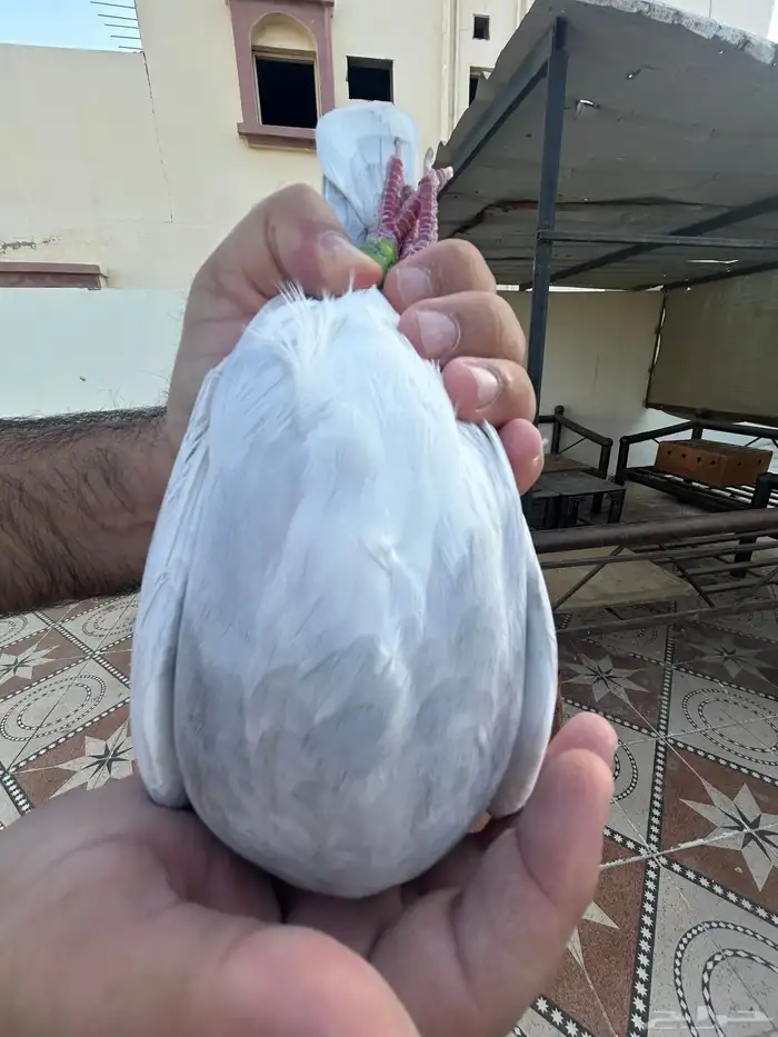 انثى زاجل سباق فخمه 1