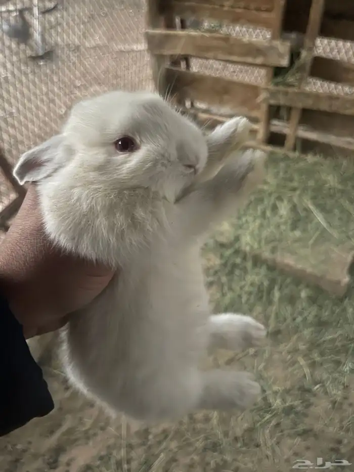 ارانب للبيع 3