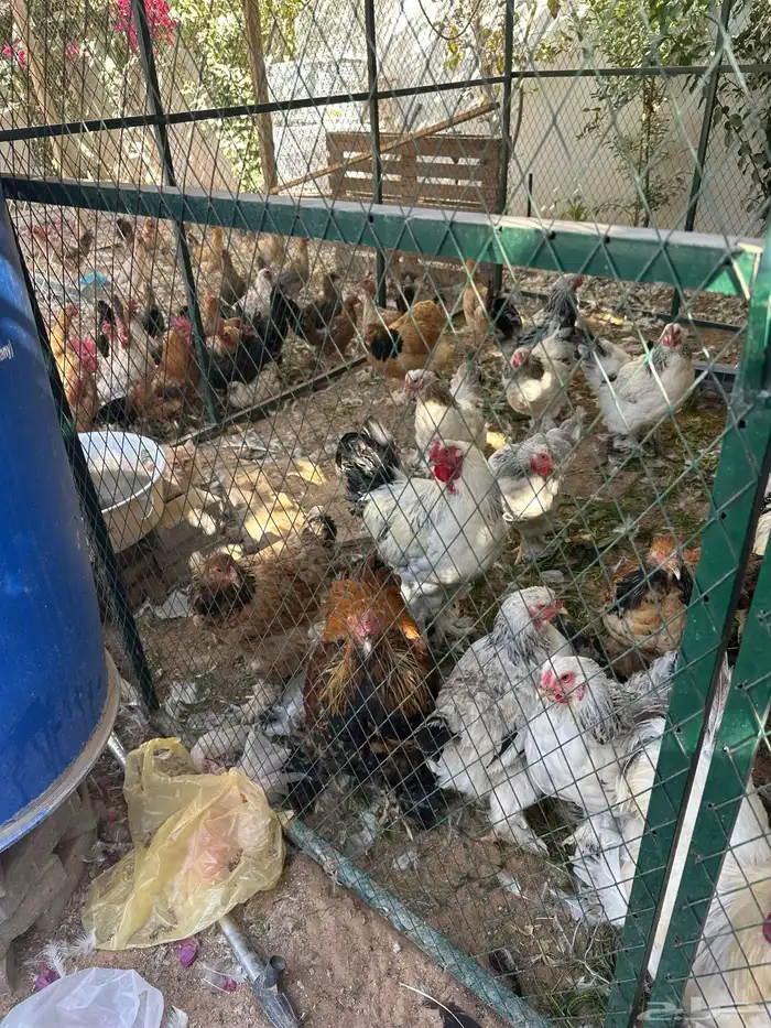 دجاج بلدي ودجاج براهما كلومبي وشبوك دجاج 3 2 وخزان ماء 7