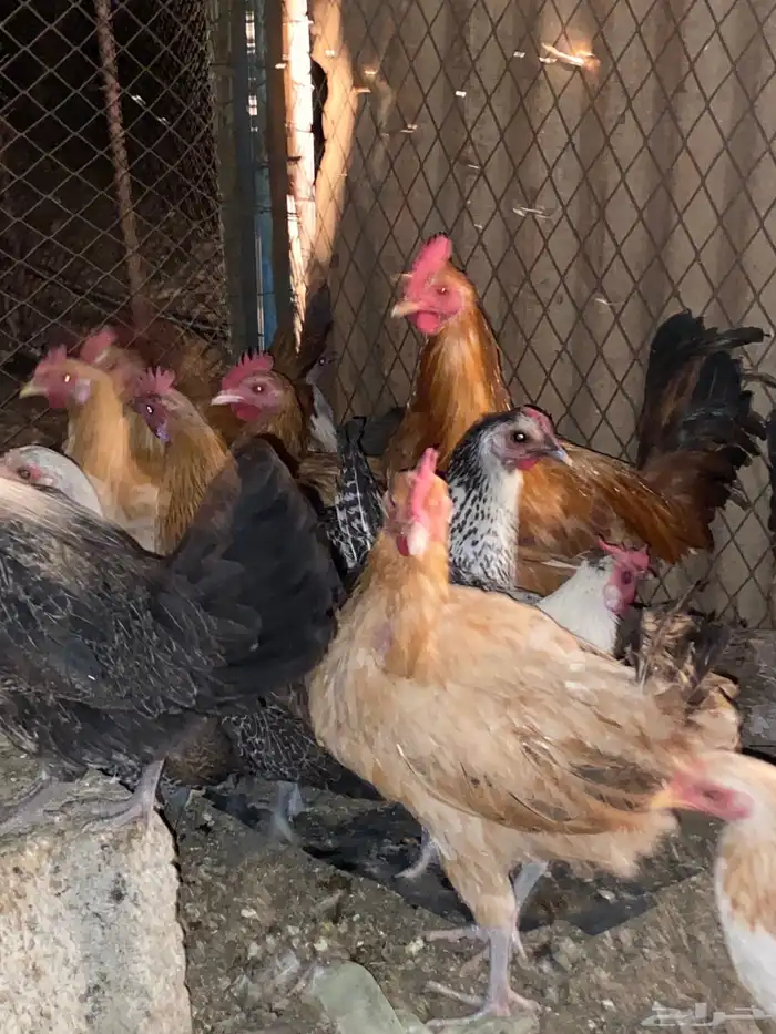 دجاج بلدي بياض وحضان شرط 5