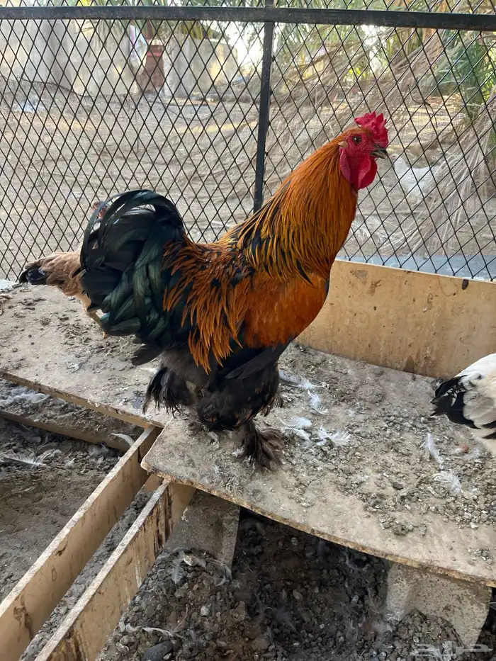 دجاج براهما للبيع 9