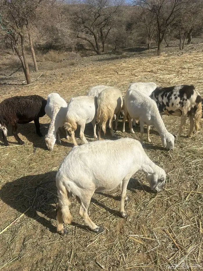 15 من الضان دفع و شرط من كل عذروب 2