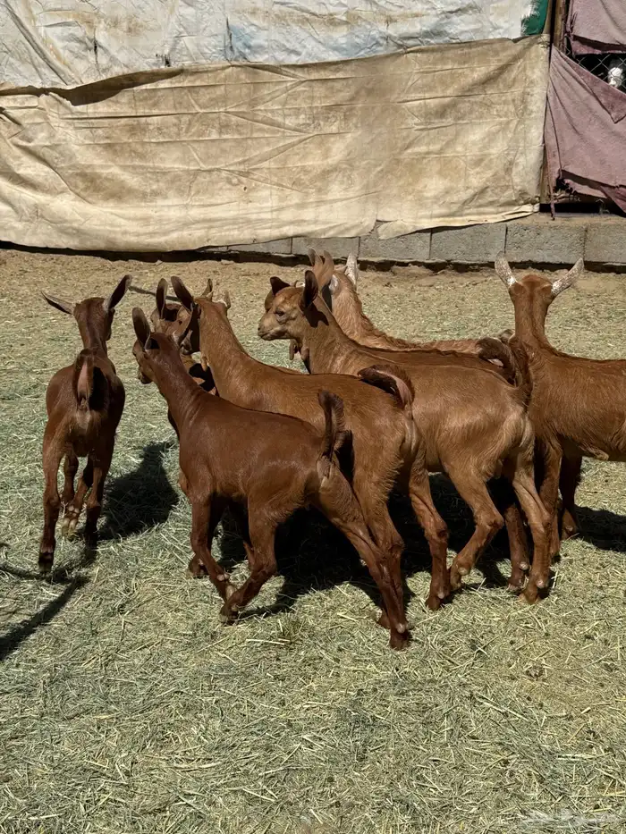 8 معزا حص دهم عليها 8 ذبايح ( تم البيع ) 8