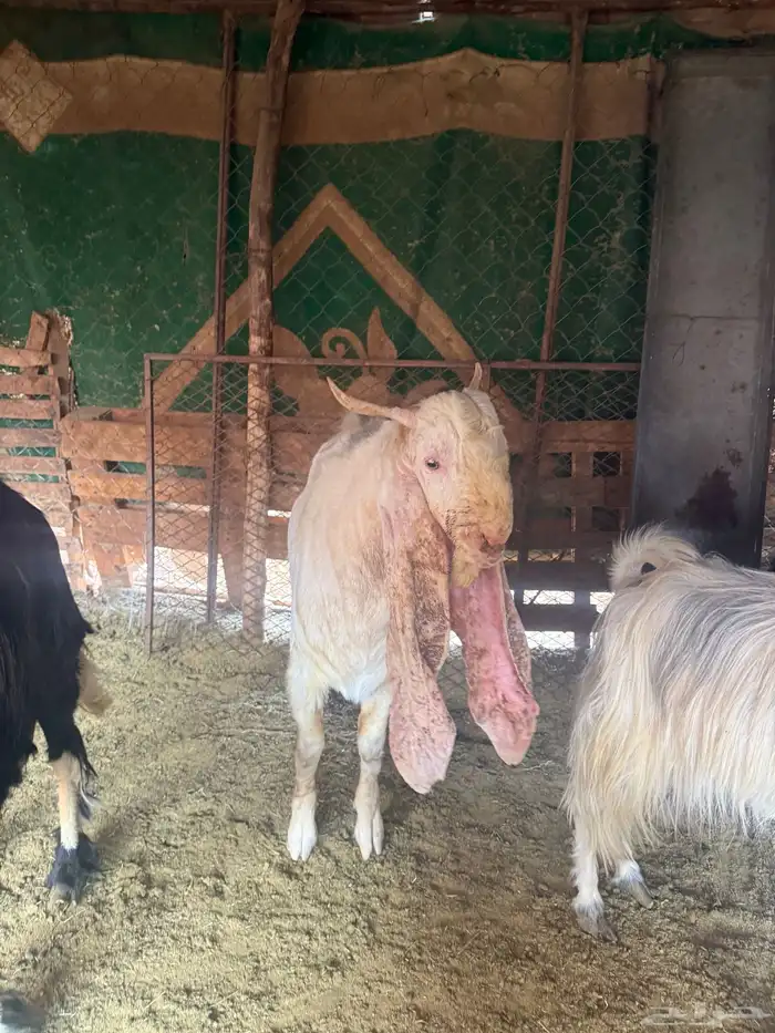 تيس هولندي جذع صنف مشروط 0