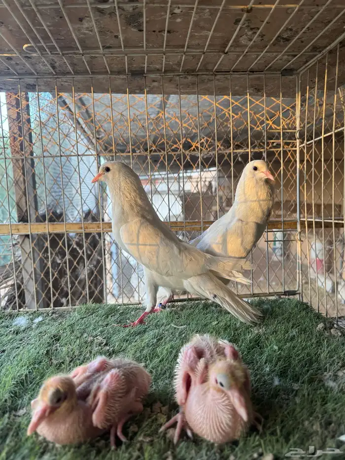 جوز نفاخ قلم بانتاجه 0