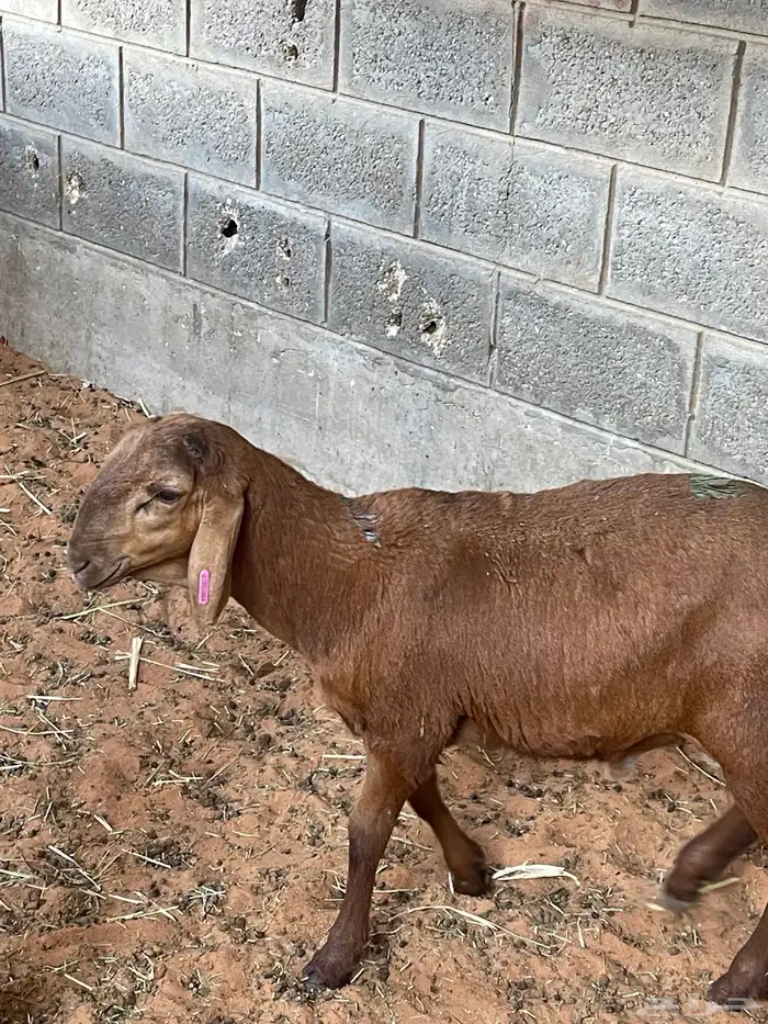 هرافا سواكن مرابي 3