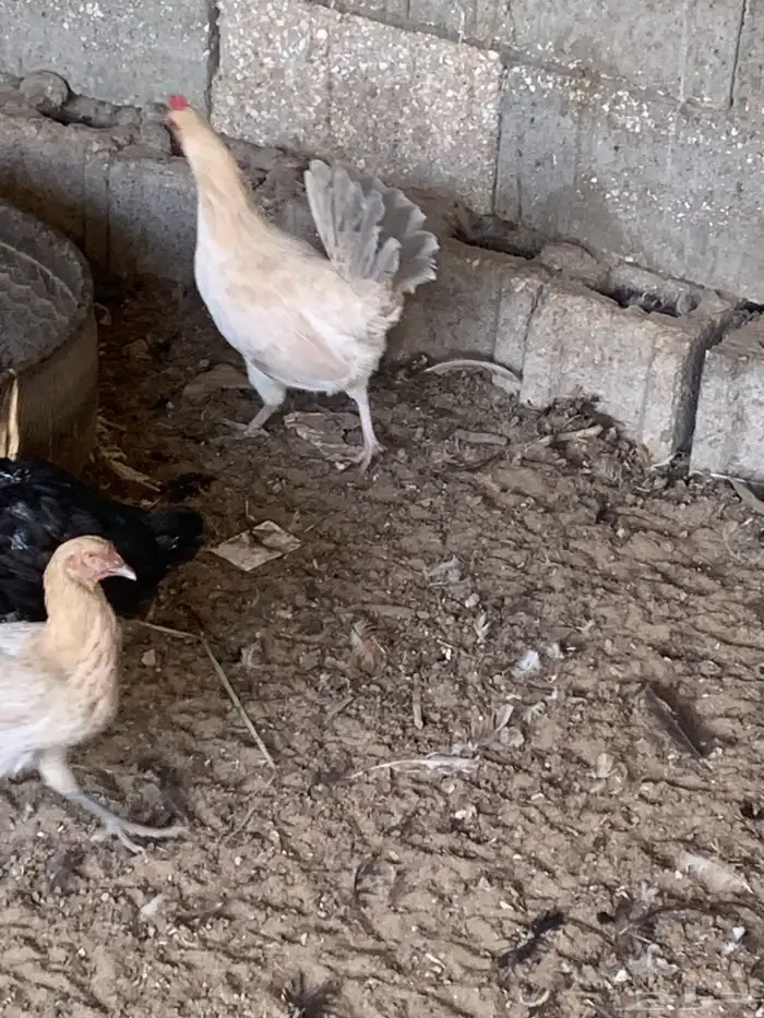 دجاج فيومي جولد صافي 0