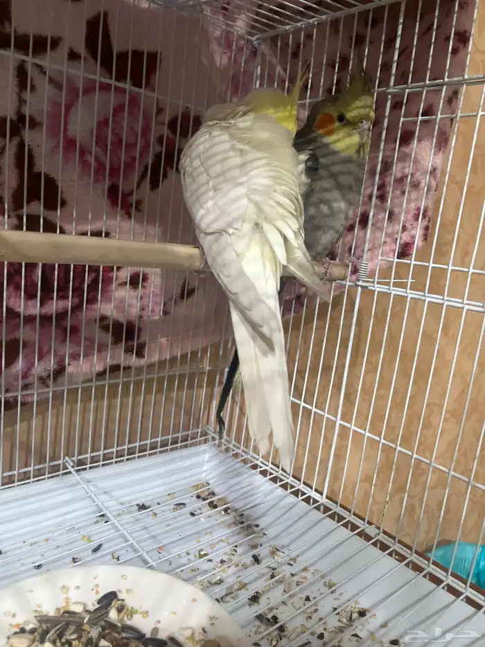 على السوم 2 طير كروان ولد بنت هولاندي 1