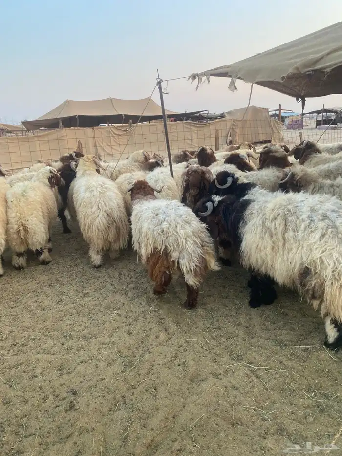 طليان نعيمي فواخر 10