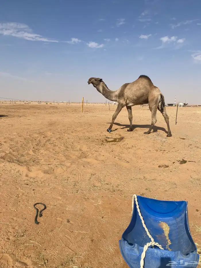 قعود كفوا سنه ثني 5