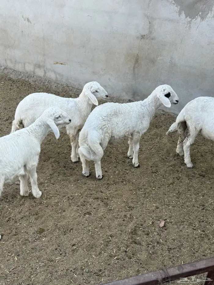 5 خرفان كفو كفو 3