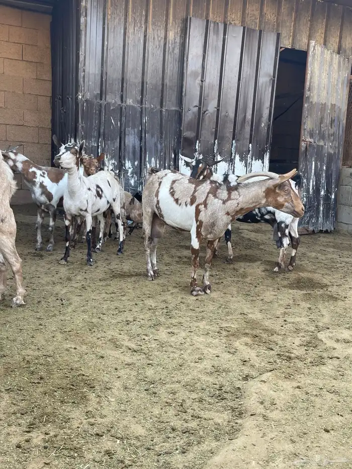 ماعز عماني جيشي 7