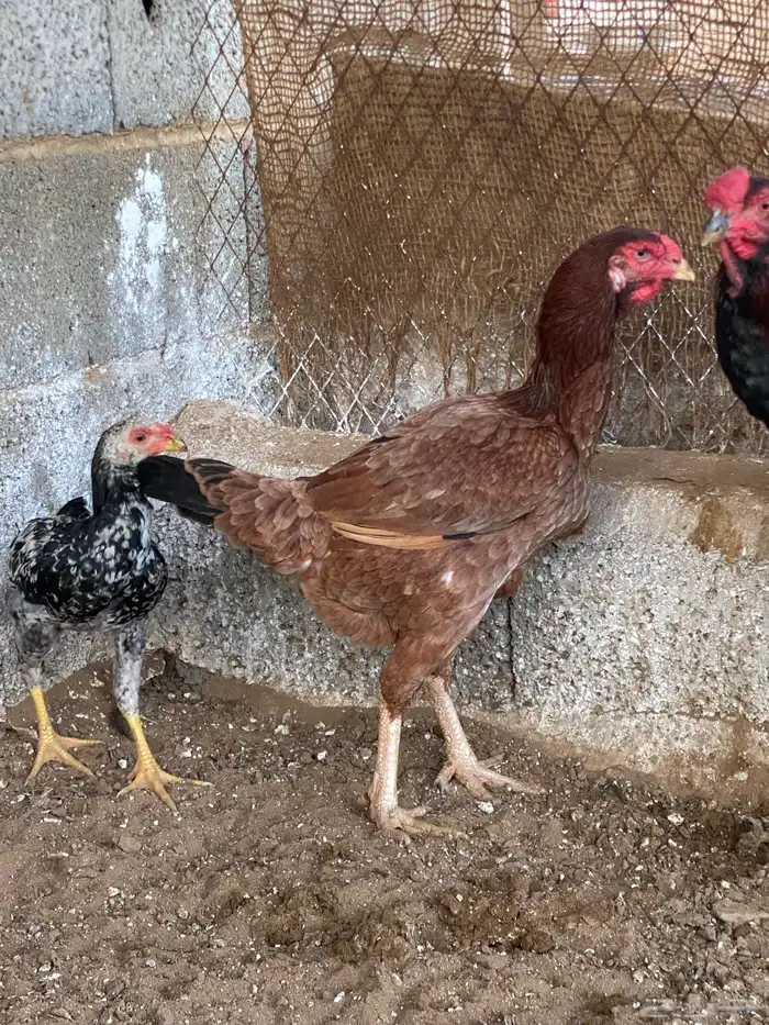 دجاج باكستاني 1