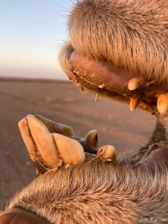 لقحه حمرا موطي للبيع 2