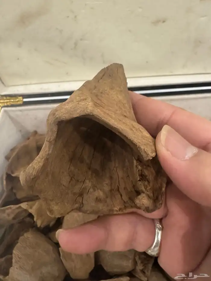 نوادر المروكي ( أندر ووتر ) غطاس   من المقتنيات 3