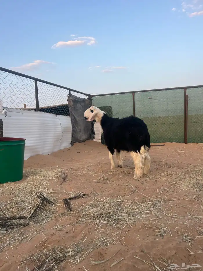 فحل مشروع نجدي 6