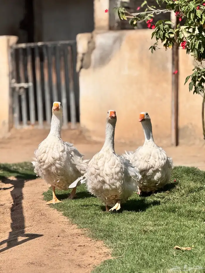 وز مفتل ابيض صك مميز 0