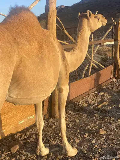 ناقه ساحليه ملاقي طيبه للبيع index