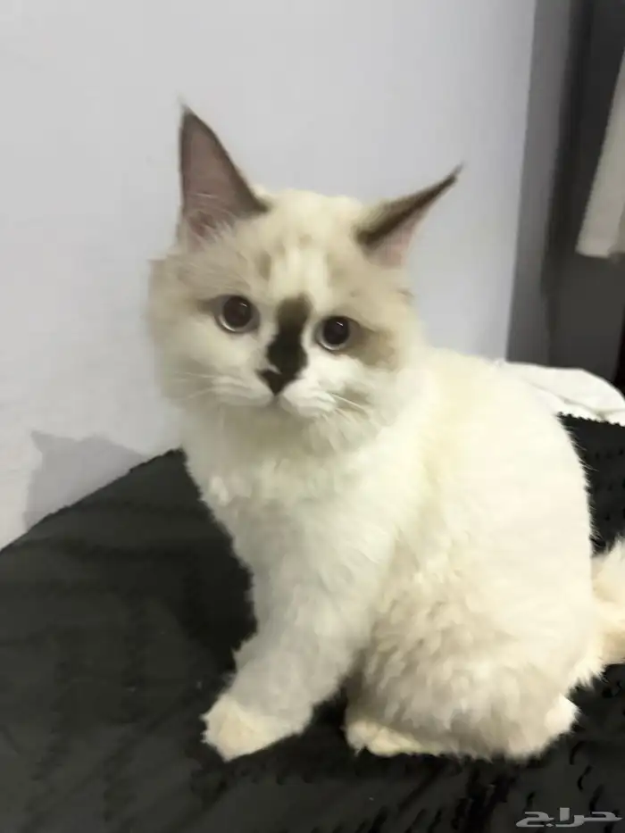 قط ذكر هملايا بيور 0