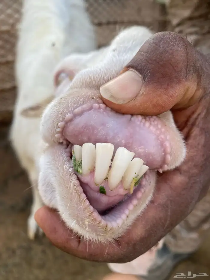 عنز مشروك بيضا 3