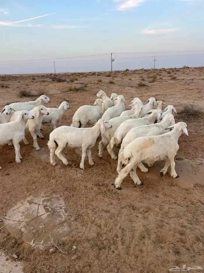 بهم حري مراح واحد 6