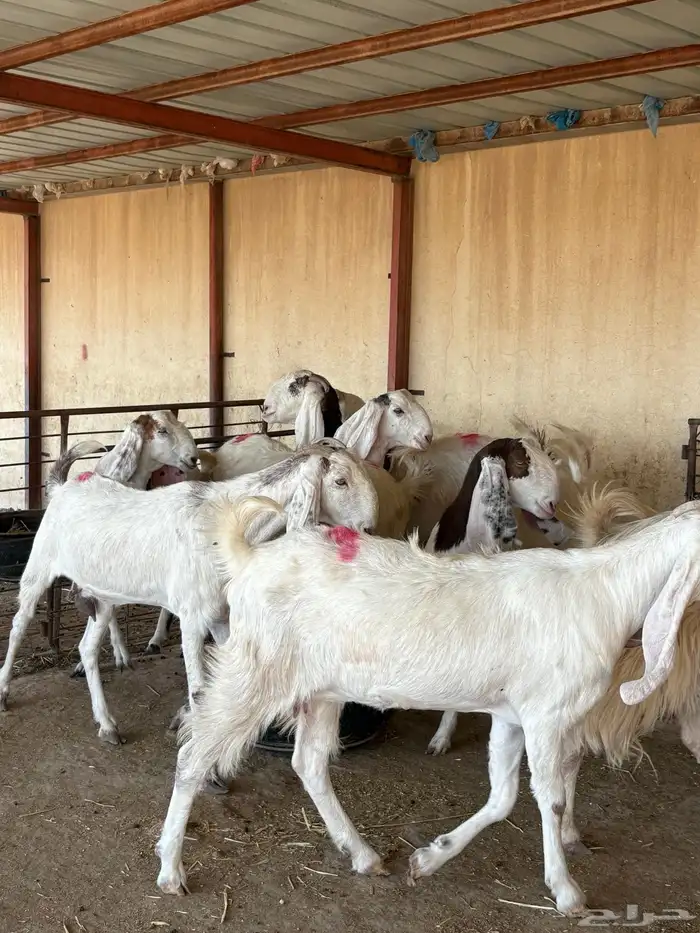 للبيع ماعز بيض دفيع 2