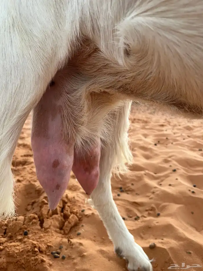 عنز مطوره بيضا برصا حليب وافر بحر مشروكه 4