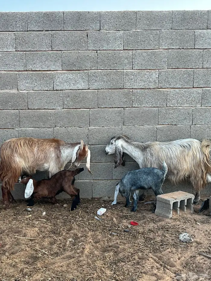 معزاء مواليد 0